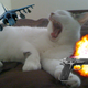 Illustration for article titled Great Job, Internet!: Michael Bay-ify your photos